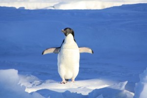 penguin-56101_640